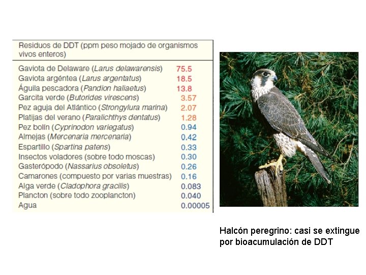 Halcón peregrino: casi se extingue por bioacumulación de DDT 