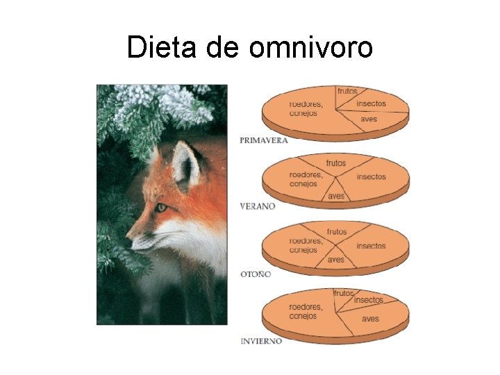 Dieta de omnivoro 