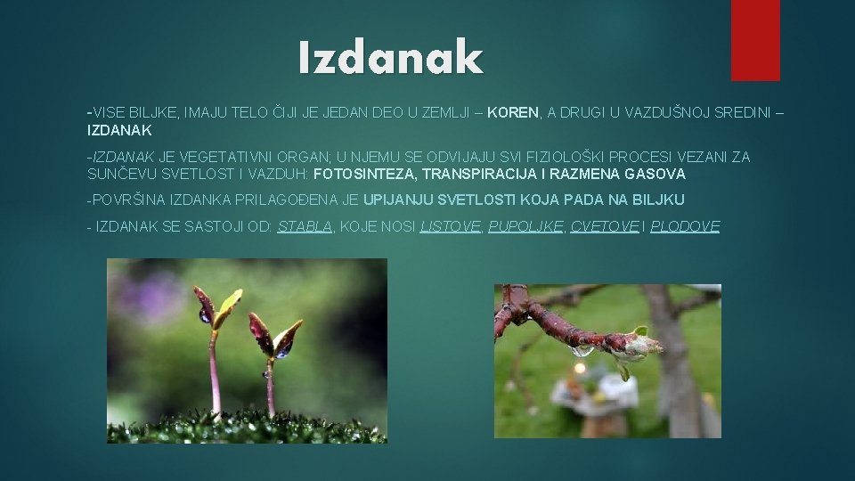 Izdanak -VISE BILJKE, IMAJU TELO ČIJI JE JEDAN DEO U ZEMLJI – KOREN, A