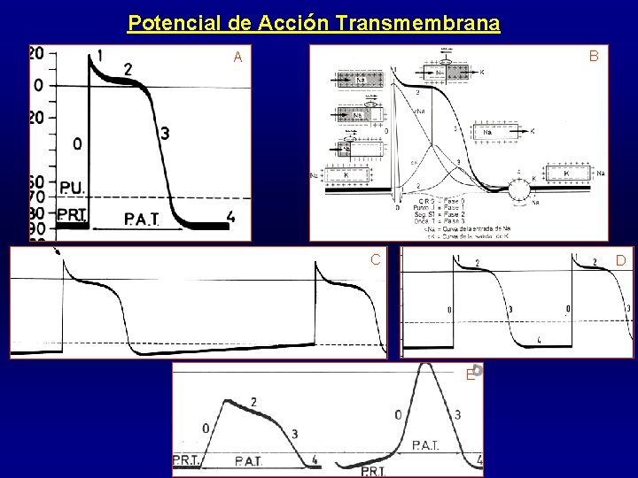 Potencial de Acción Transmembrana B A C D E 
