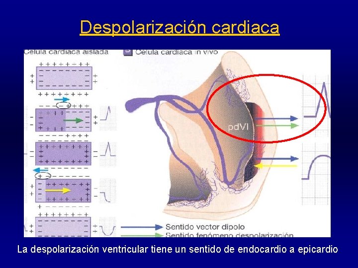 Despolarización cardiaca La despolarización ventricular tiene un sentido de endocardio a epicardio 