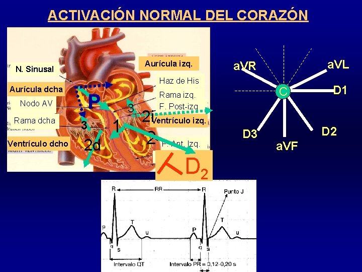 ACTIVACIÓN NORMAL DEL CORAZÓN Aurícula izq. N. Sinusal Aurícula dcha Nodo AV Rama dcha