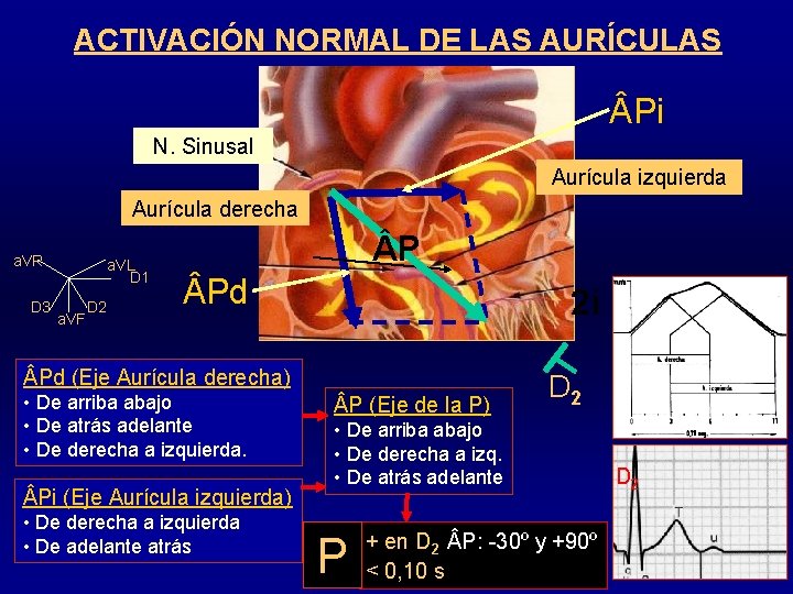 ACTIVACIÓN NORMAL DE LAS AURÍCULAS Pi N. Sinusal Aurícula izquierda Aurícula derecha a. VR