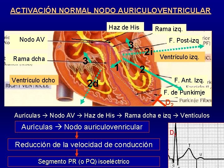 ACTIVACIÓN NORMAL NODO AURICULOVENTRICULAR Haz de His Nodo AV AV Rama dcha Ventrículo dcho