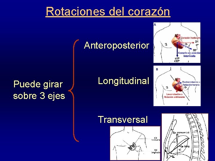 Rotaciones del corazón Anteroposterior Puede girar sobre 3 ejes Longitudinal Transversal 