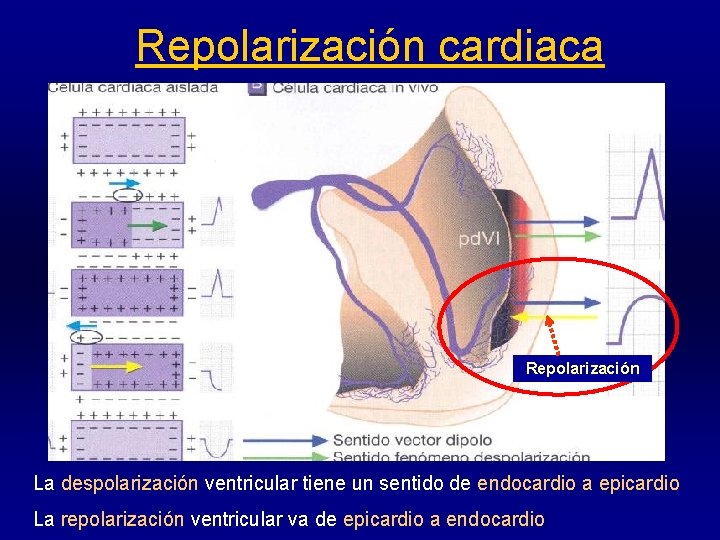 Repolarización cardiaca Repolarización La despolarización ventricular tiene un sentido de endocardio a epicardio La