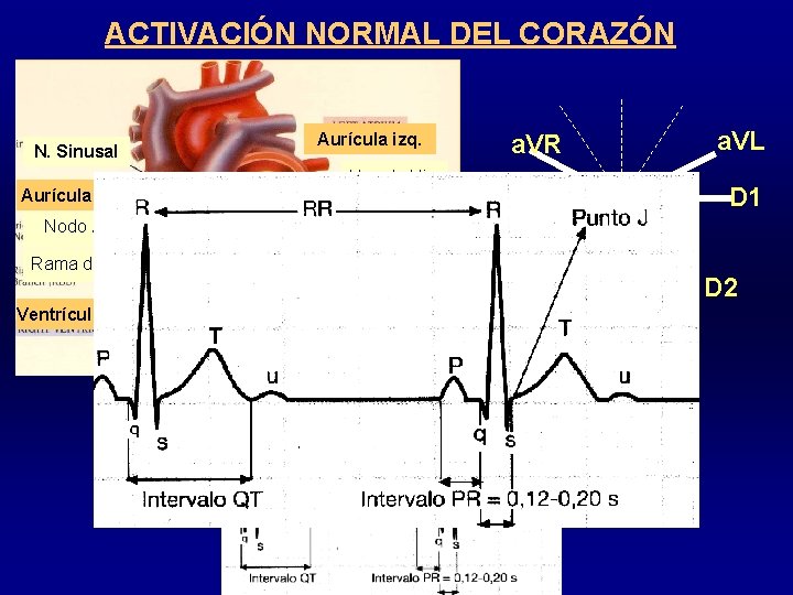 ACTIVACIÓN NORMAL DEL CORAZÓN Aurícula izq. N. Sinusal Aurícula dcha Nodo AV Rama dcha