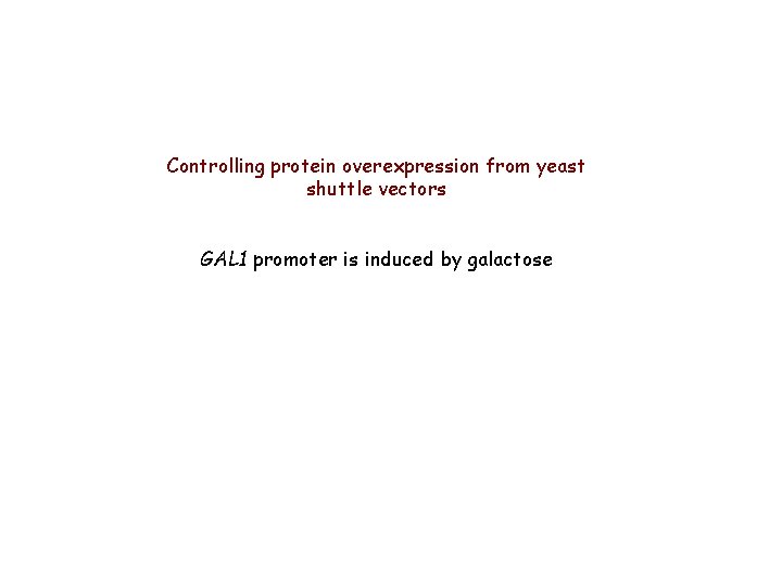 Controlling protein overexpression from yeast shuttle vectors GAL 1 promoter is induced by galactose