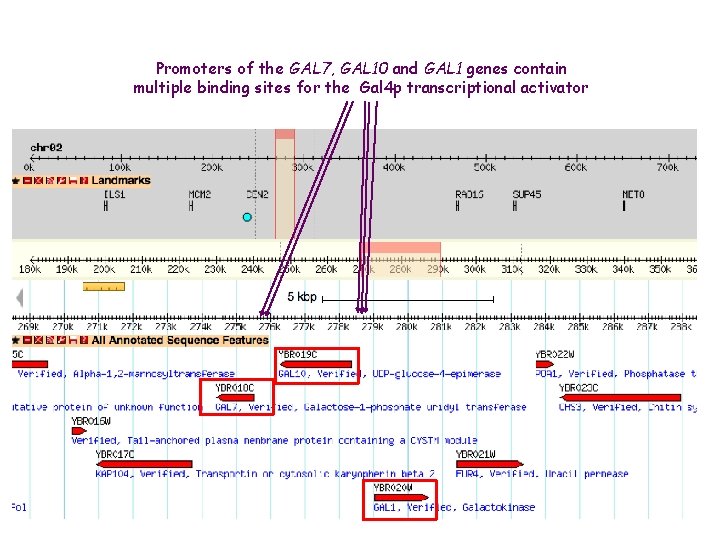 Promoters of the GAL 7, GAL 10 and GAL 1 genes contain multiple binding