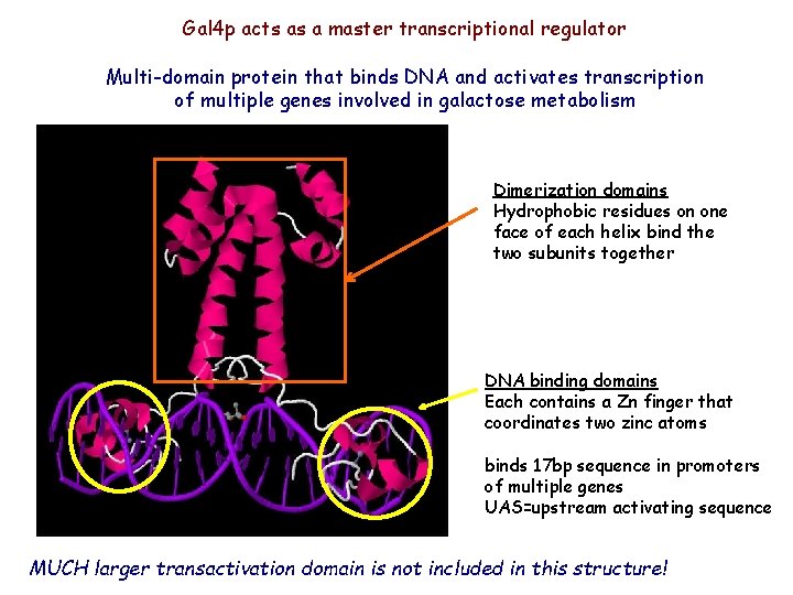 Gal 4 p acts as a master transcriptional regulator Multi-domain protein that binds DNA