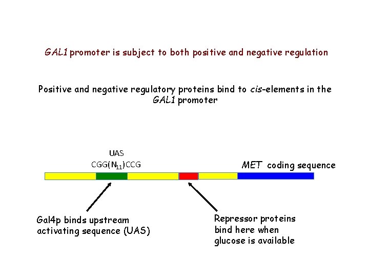 GAL 1 promoter is subject to both positive and negative regulation Positive and negative