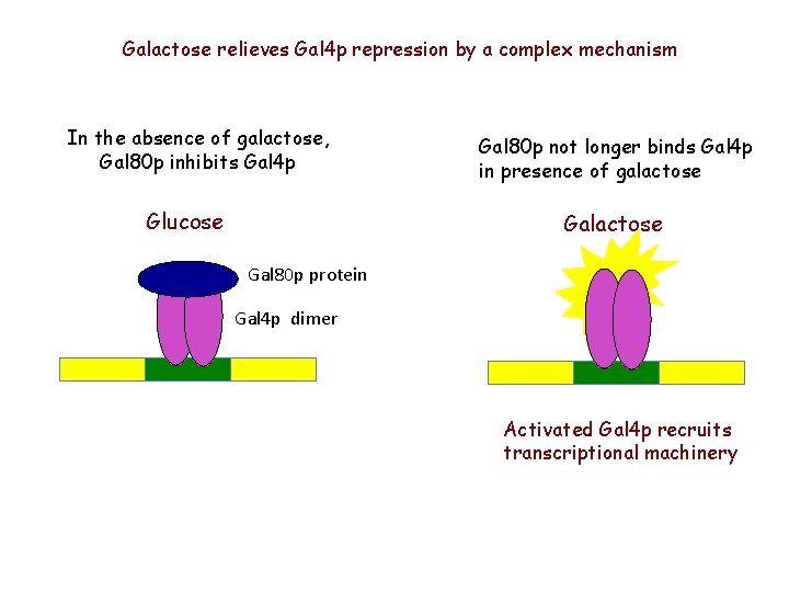 Galactose relieves Gal 4 p repression by a complex mechanism In the absence of