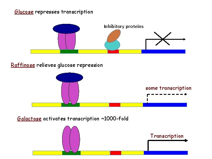 Glucose represses transcription Inhibitory proteins Raffinose relieves glucose repression some transcription Galactose activates transcription