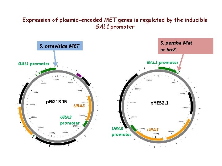 Expression of plasmid-encoded MET genes is regulated by the inducible GAL 1 promoter S.