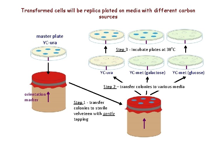 Transformed cells will be replica plated on media with different carbon sources Step 4