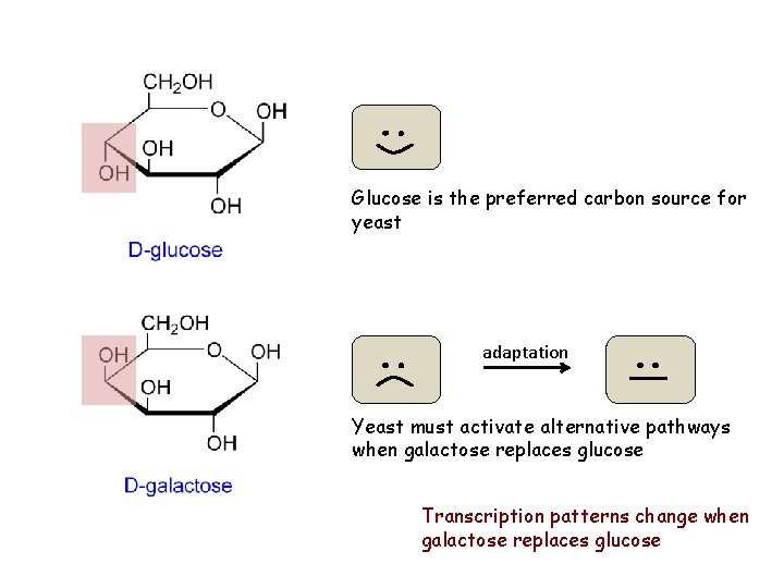 Glucose is the preferred carbon source for yeast adaptation Yeast must activate alternative pathways