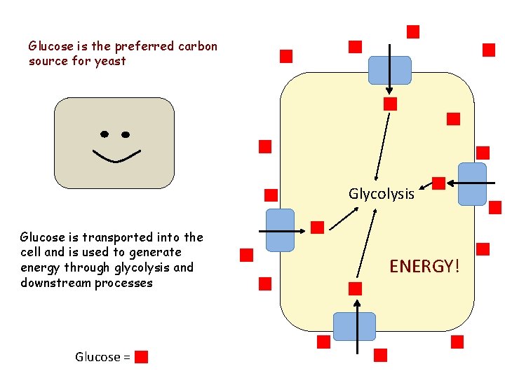 Glucose is the preferred carbon source for yeast Glycolysis Glucose is transported into the