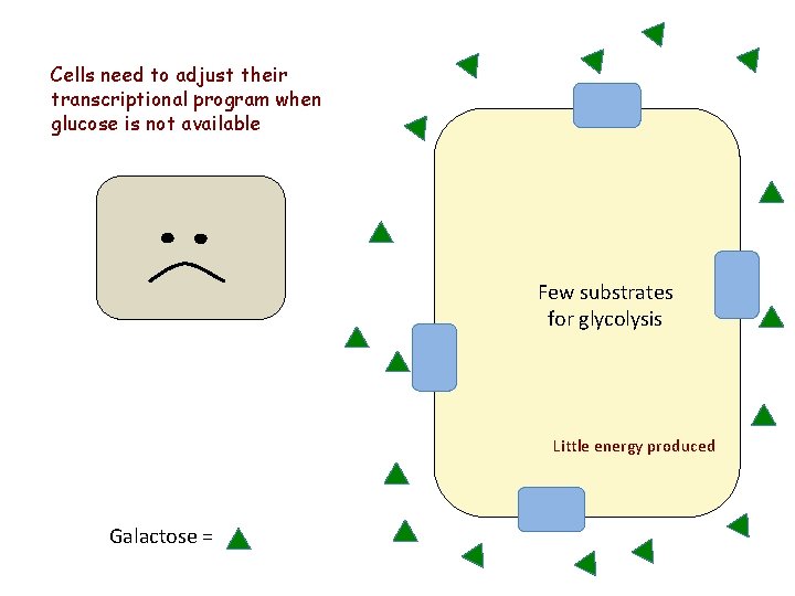 Cells need to adjust their transcriptional program when glucose is not available Few substrates