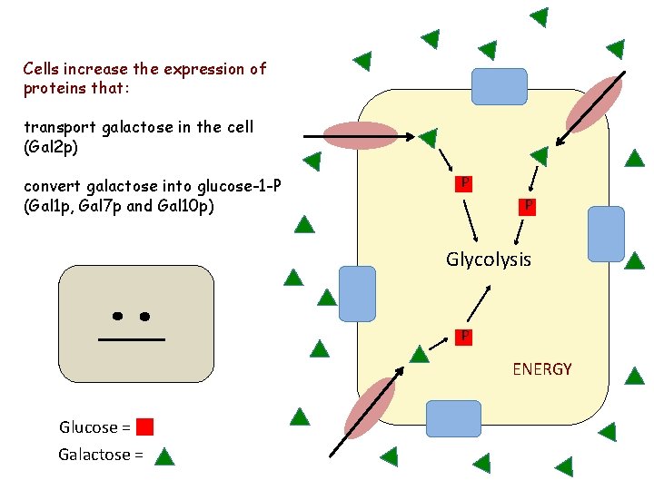 Cells increase the expression of proteins that: transport galactose in the cell (Gal 2