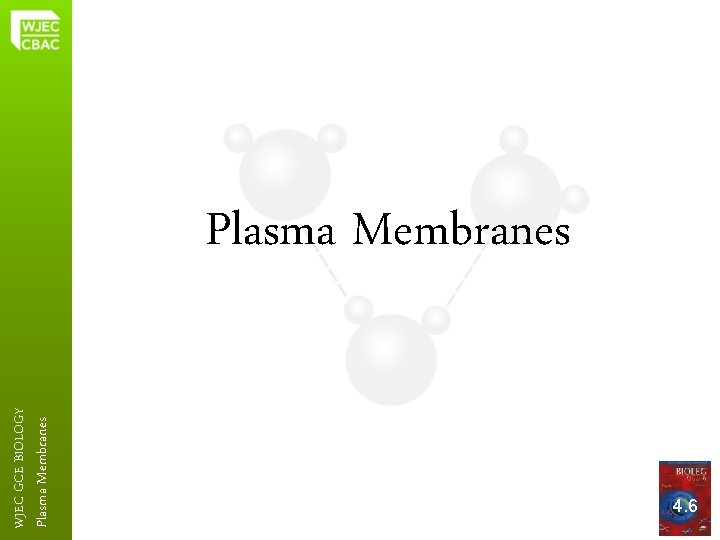 Plasma Membranes WJEC GCE BIOLOGY Plasma Membranes 4. 6 