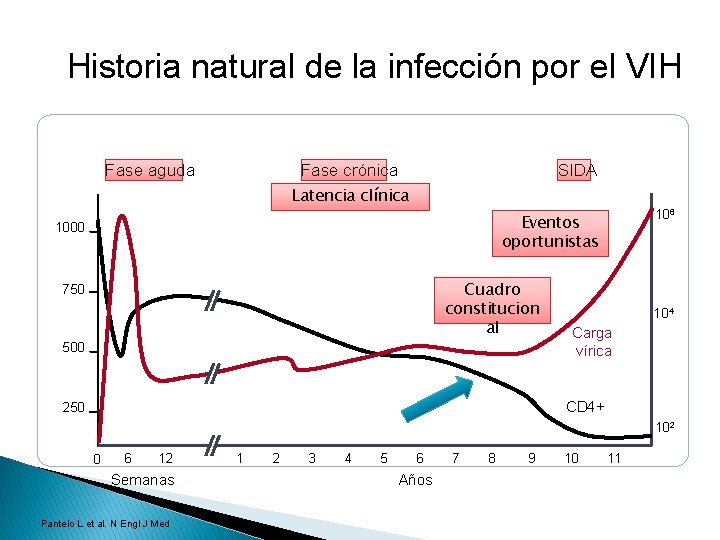 Historia natural de la infección por el VIH Fase aguda Fase crónica SIDA Latencia