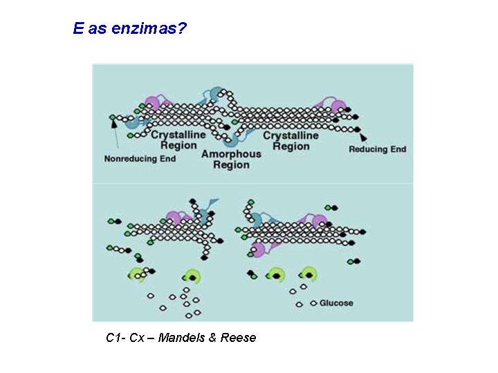 E as enzimas? C 1 - Cx – Mandels & Reese 