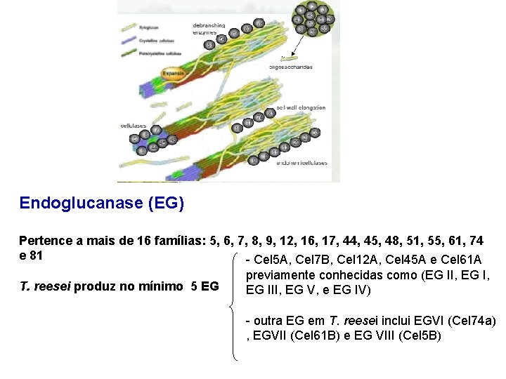 Endoglucanase (EG) Pertence a mais de 16 famílias: 5, 6, 7, 8, 9, 12,