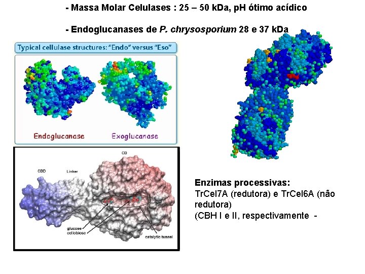 - Massa Molar Celulases : 25 – 50 k. Da, p. H ótimo acídico