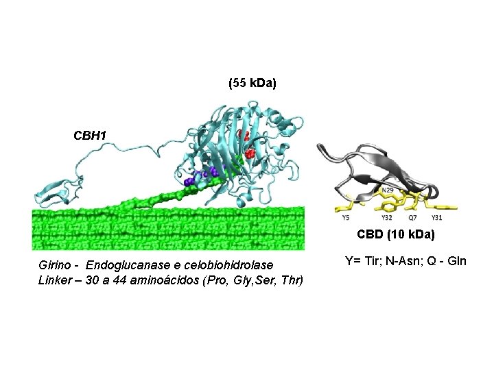 (55 k. Da) CBH 1 CBD (10 k. Da) Girino - Endoglucanase e celobiohidrolase