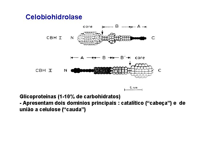 Celobiohidrolase Glicoproteínas (1 -10% de carbohidratos) - Apresentam dois dominios principais : catalítico (“cabeça”)