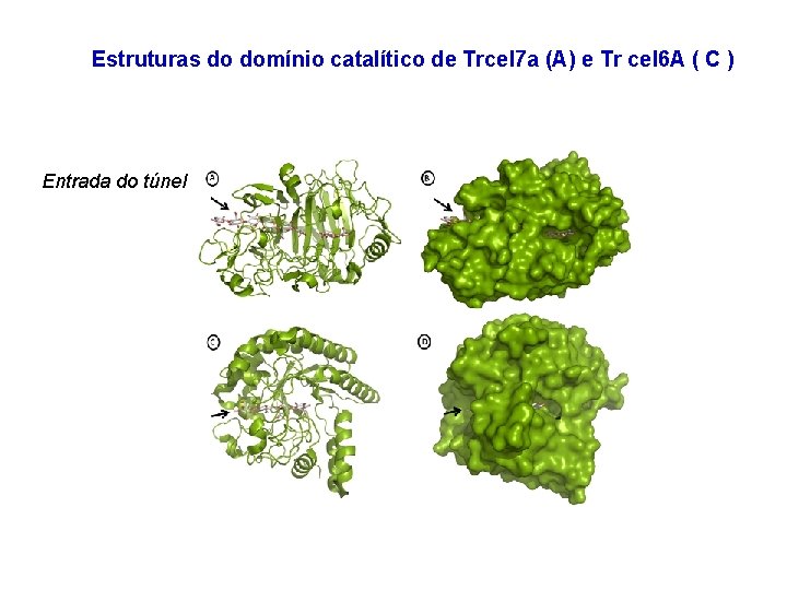 Estruturas do domínio catalítico de Trcel 7 a (A) e Tr cel 6 A