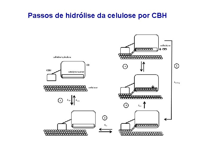 Passos de hidrólise da celulose por CBH 