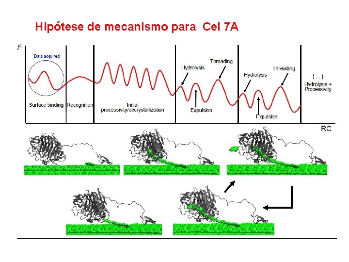 Hipótese de mecanismo para Cel 7 A 