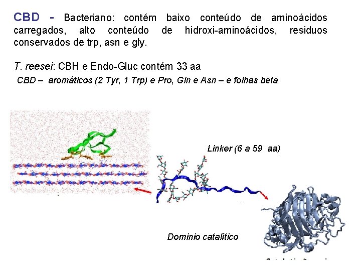 CBD - Bacteriano: contém baixo conteúdo de aminoácidos carregados, alto conteúdo conservados de trp,