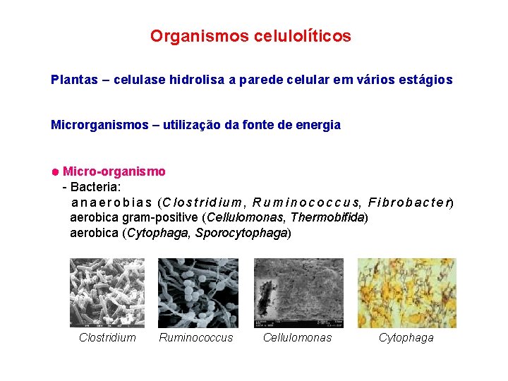 Organismos celulolíticos Plantas – celulase hidrolisa a parede celular em vários estágios Microrganismos –