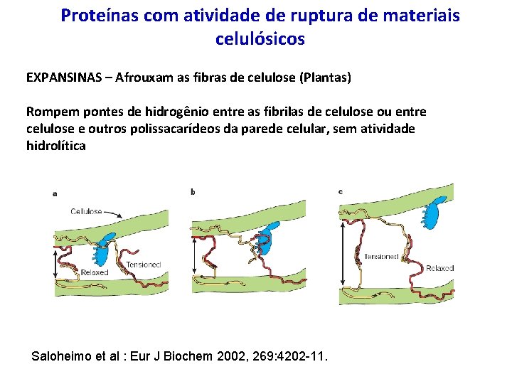 Proteínas com atividade de ruptura de materiais celulósicos EXPANSINAS – Afrouxam as fibras de