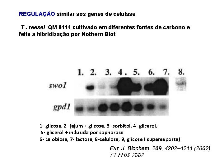 REGULAÇÃO similar aos genes de celulase T. reesei QM 9414 cultivado em diferentes fontes
