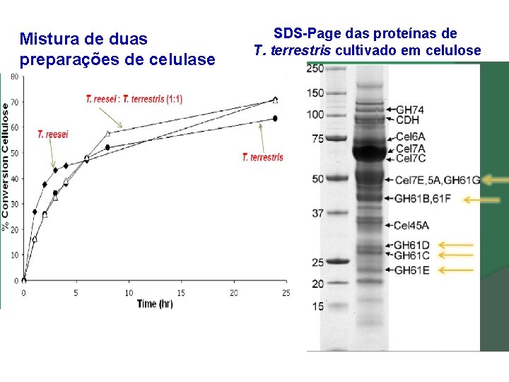 Mistura de duas preparações de celulase SDS-Page das proteínas de T. terrestris cultivado em