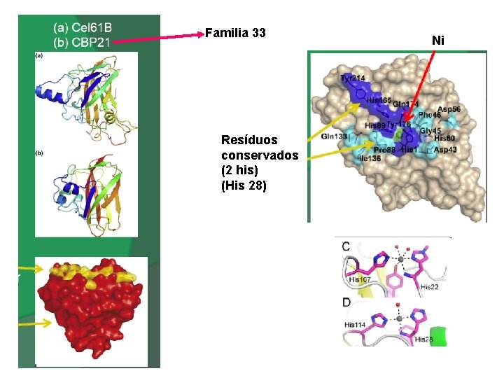 Familia 33 Resíduos conservados (2 his) (His 28) Ni 