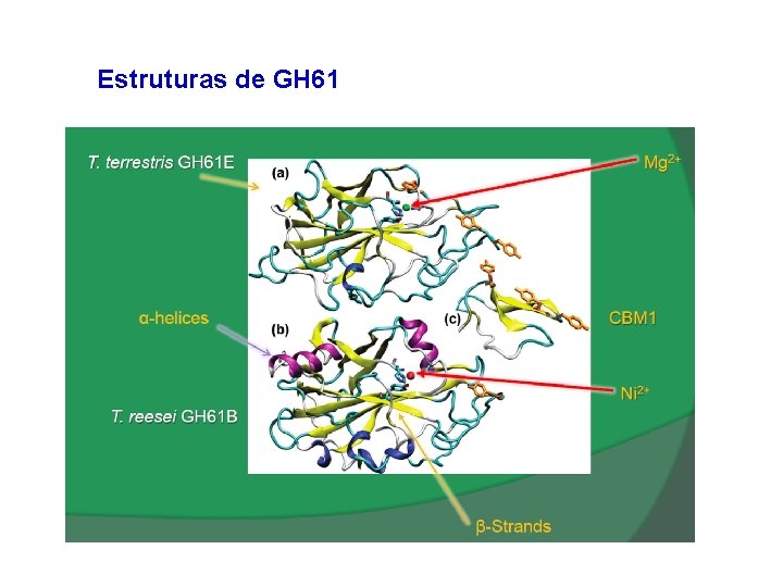 Estruturas de GH 61 