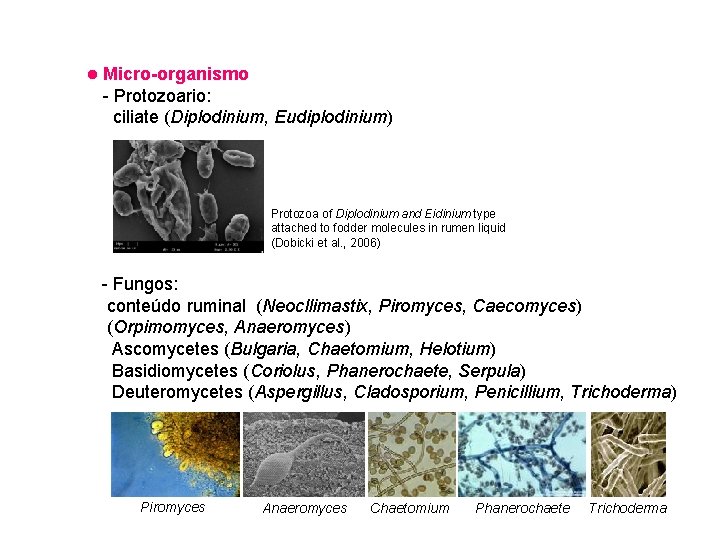 Micro-organismo - Protozoario: ciliate (Diplodinium, Eudiplodinium) Protozoa of Diplodinium and Eidinium type attached to