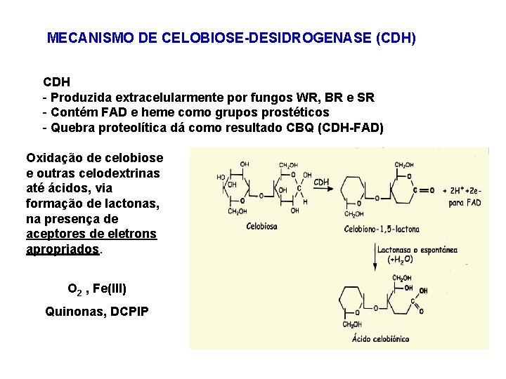 MECANISMO DE CELOBIOSE-DESIDROGENASE (CDH) CDH - Produzida extracelularmente por fungos WR, BR e SR