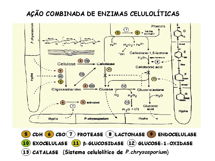 AÇÃO COMBINADA DE ENZIMAS CELULOLÍTICAS 5 CDH 6 CBO 7 10 EXOCELULASE PROTEASE 8