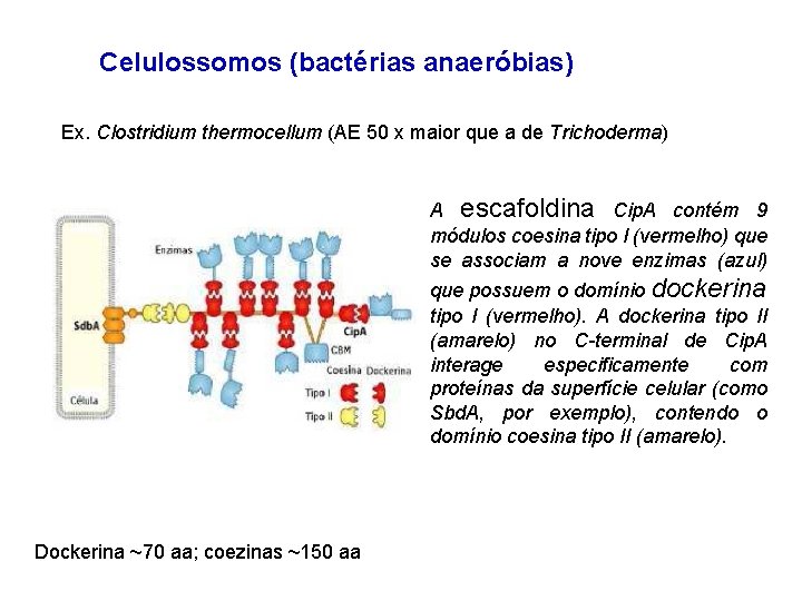 Celulossomos (bactérias anaeróbias) Ex. Clostridium thermocellum (AE 50 x maior que a de Trichoderma)