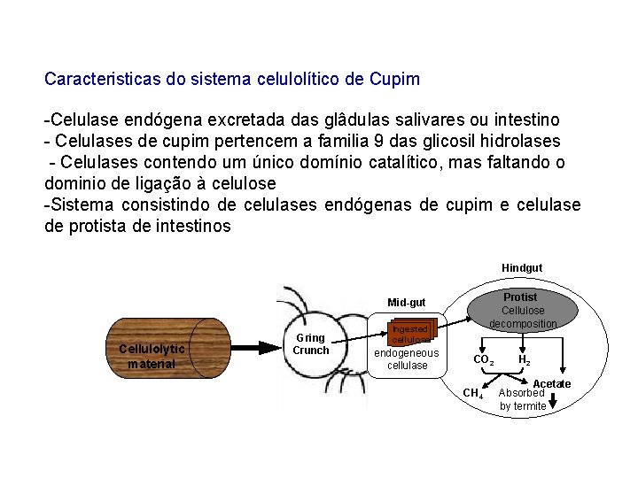 Caracteristicas do sistema celulolítico de Cupim -Celulase endógena excretada das glâdulas salivares ou intestino