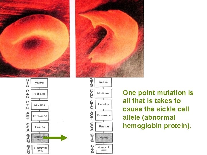 One point mutation is all that is takes to cause the sickle cell allele