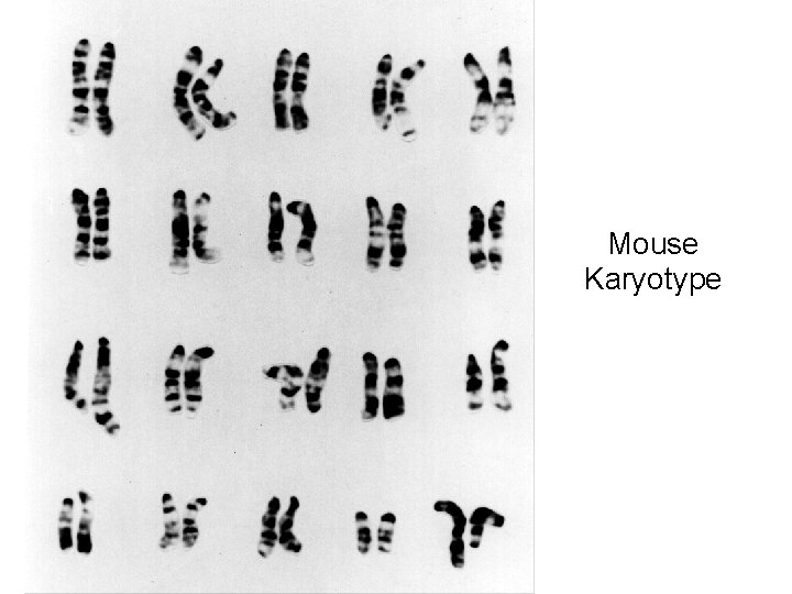 Mouse Karyotype 