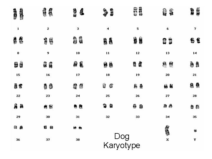 Dog Karyotype 