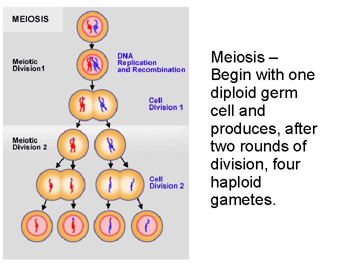Meiosis – Begin with one diploid germ cell and produces, after two rounds of