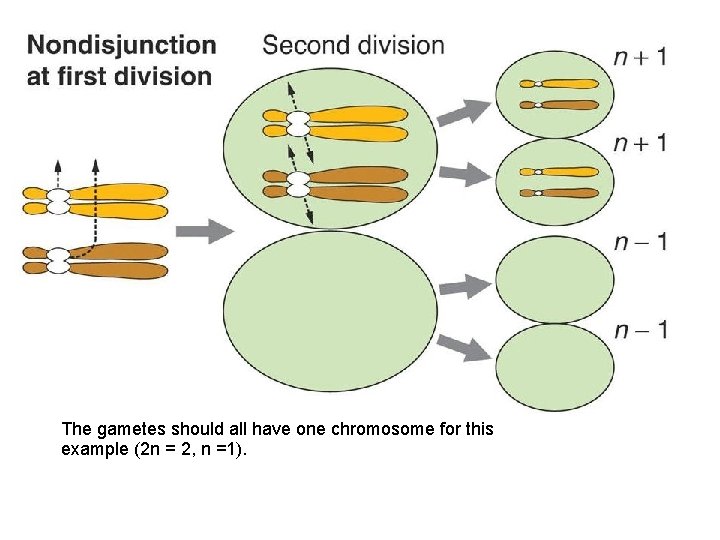 The gametes should all have one chromosome for this example (2 n = 2,